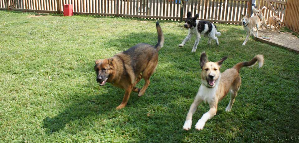 Happy dogs playing outside