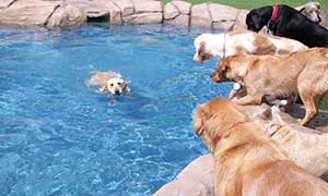 Dogs playing together