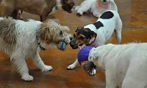 Dogs playing together